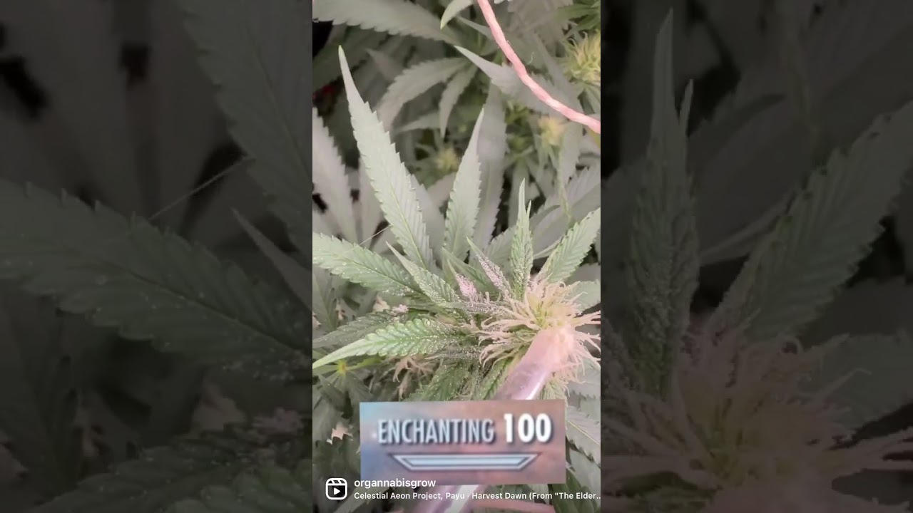It can take years to properly develop a new cultivar, ￼join my ￼ journey in my new vid this weekend!