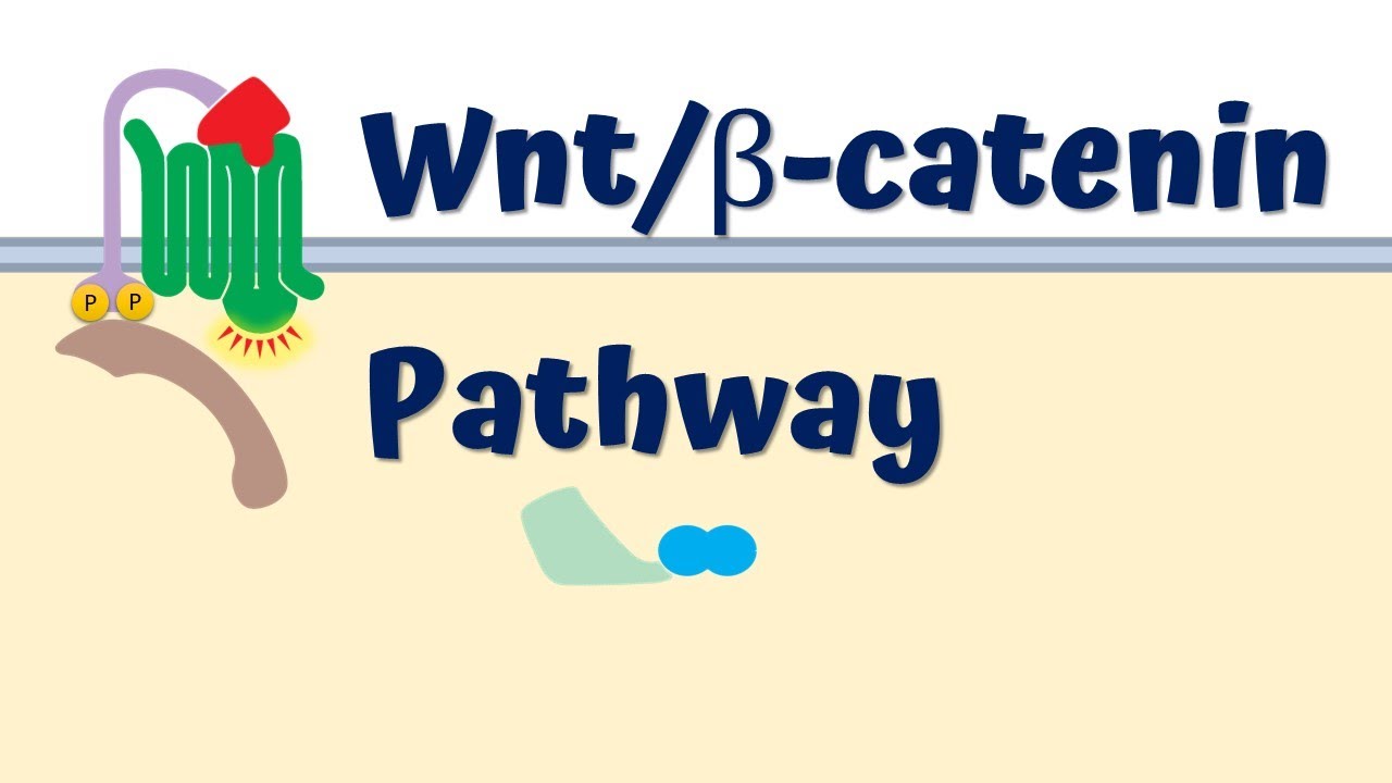 Wnt/&beta;-catenin signaling pathway