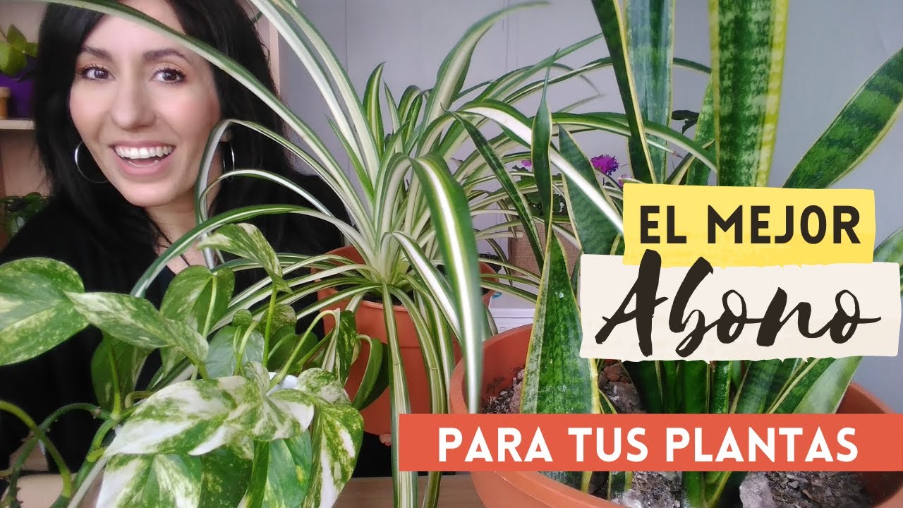 HUMUS DE LOMBRIZ PARA PLANTAS DE INTERIOR - COMO APLICARLO
