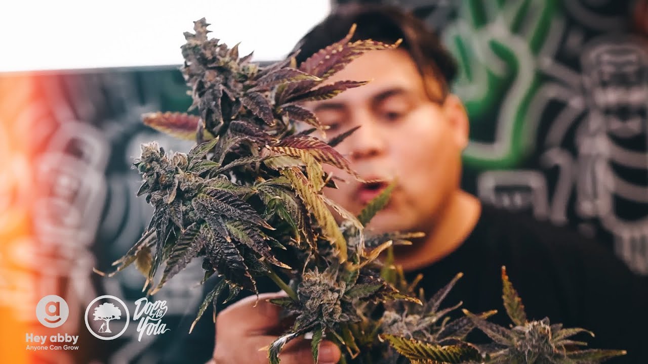 Our First WEED Harvest