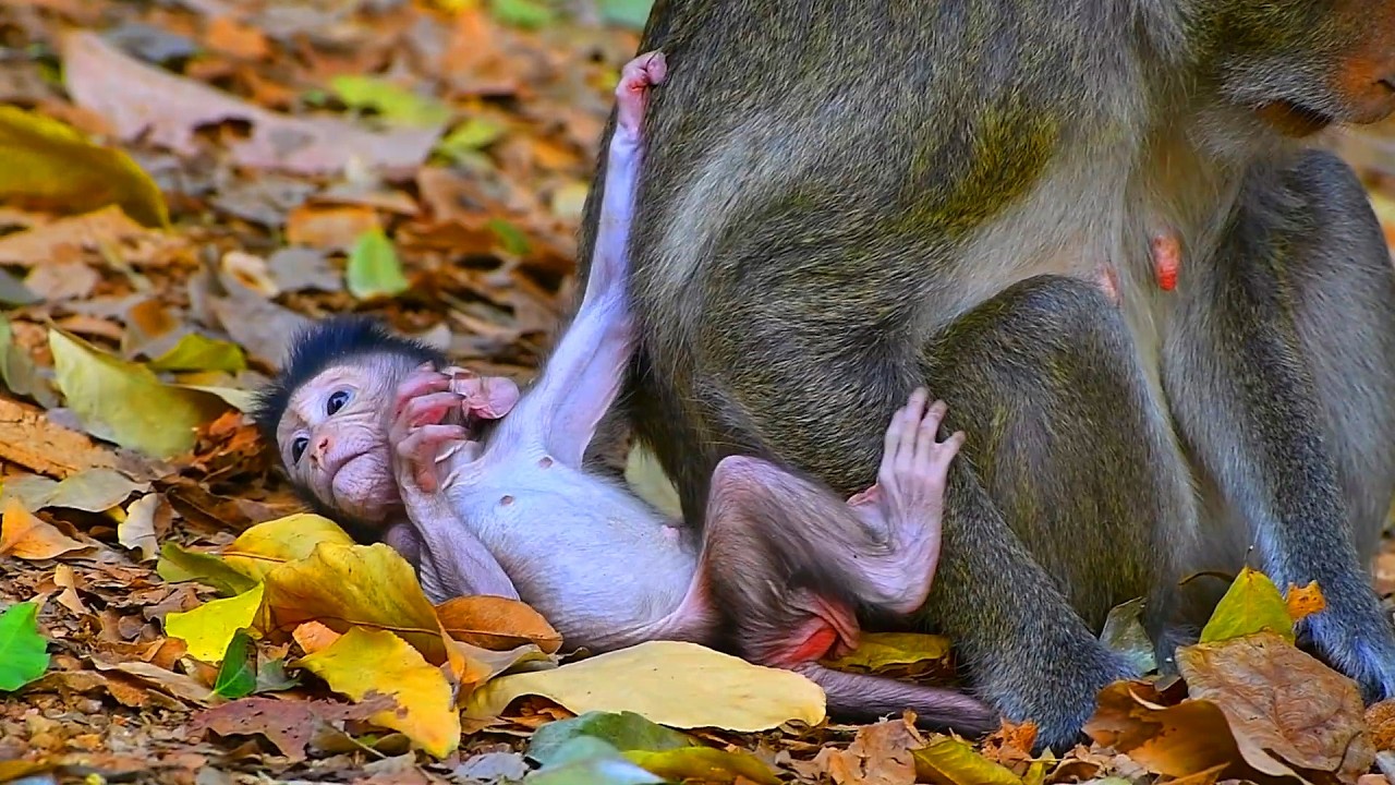 Adorable Wildlife TV,  Lovely Baby Monkey Looks Very Nice With Mommy