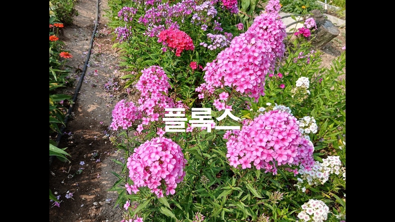 풀협죽도 25
