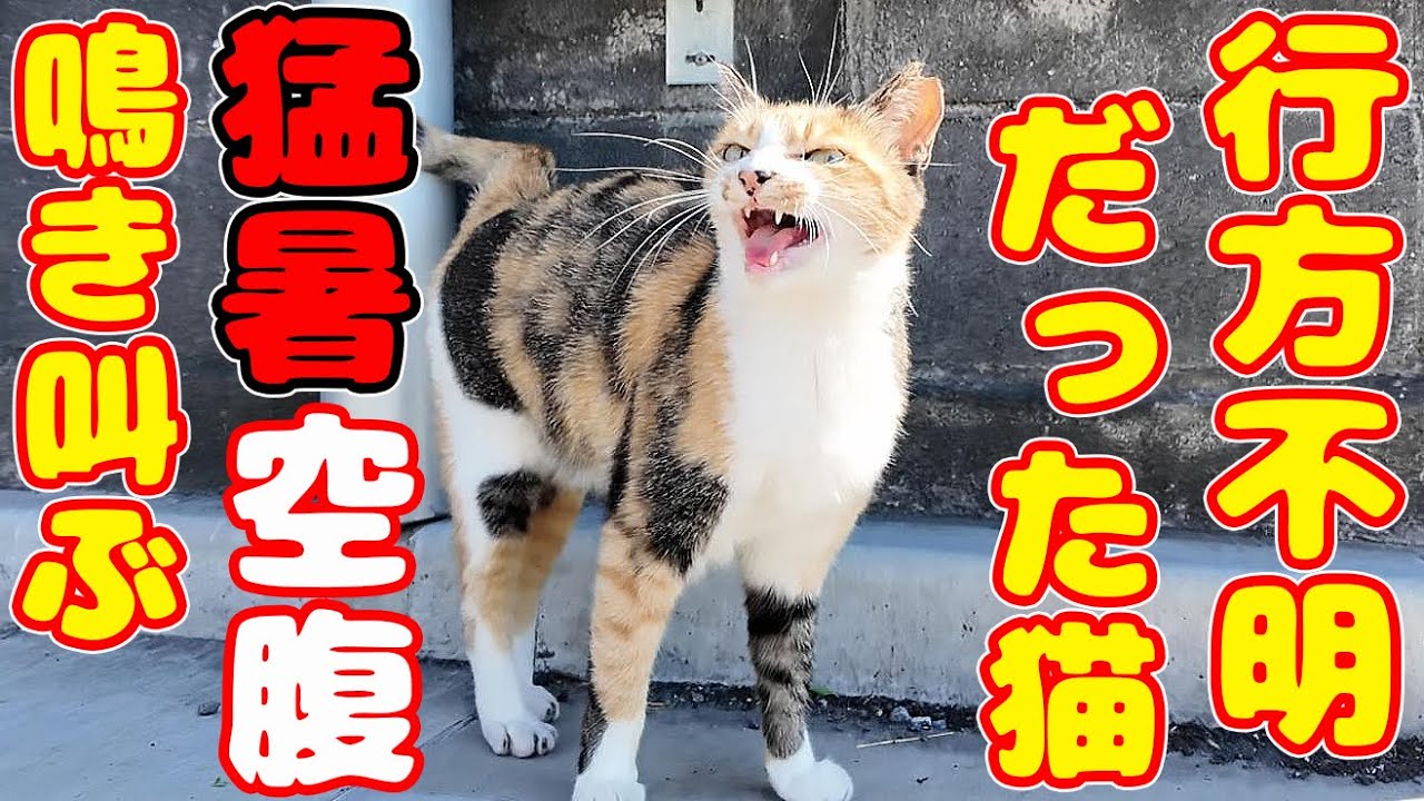 数か月 行方不明だった猫 突如出現 猛暑と空腹で鳴き叫ぶ猫にご飯をあげると・・・ さくらねこへの エサやり