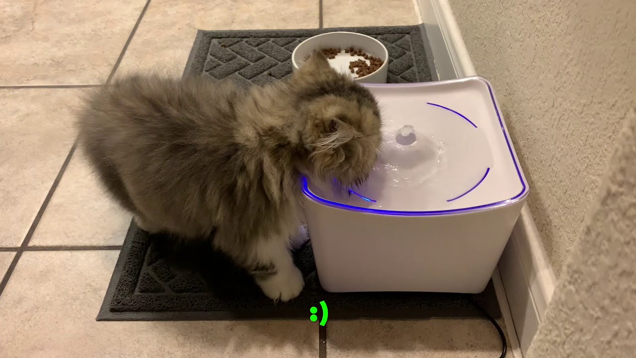 iPettie Kamino LED Light Pet Water Fountain Review