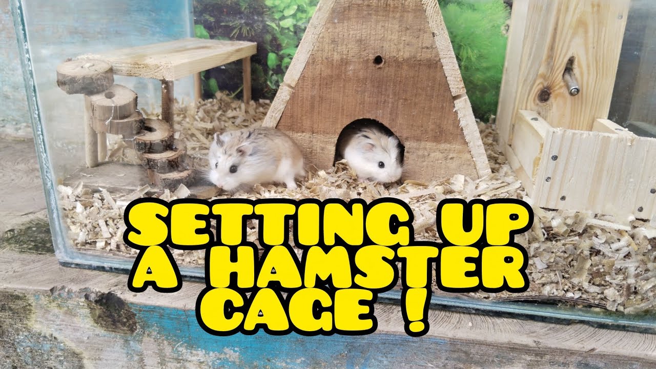 Set Kandang Hamster Budget Minim cocok untuk hamster mungil | Diy hamster