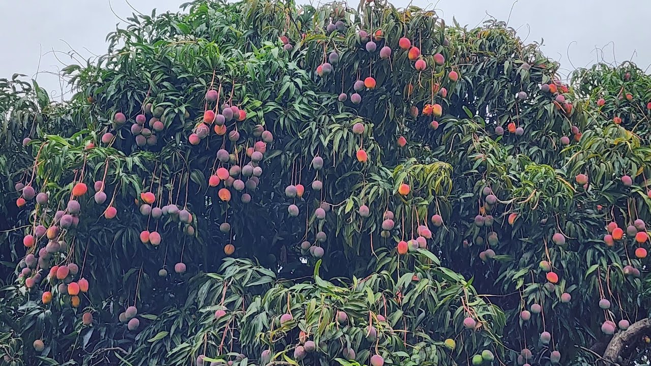 o pessoal foi buscar mangas