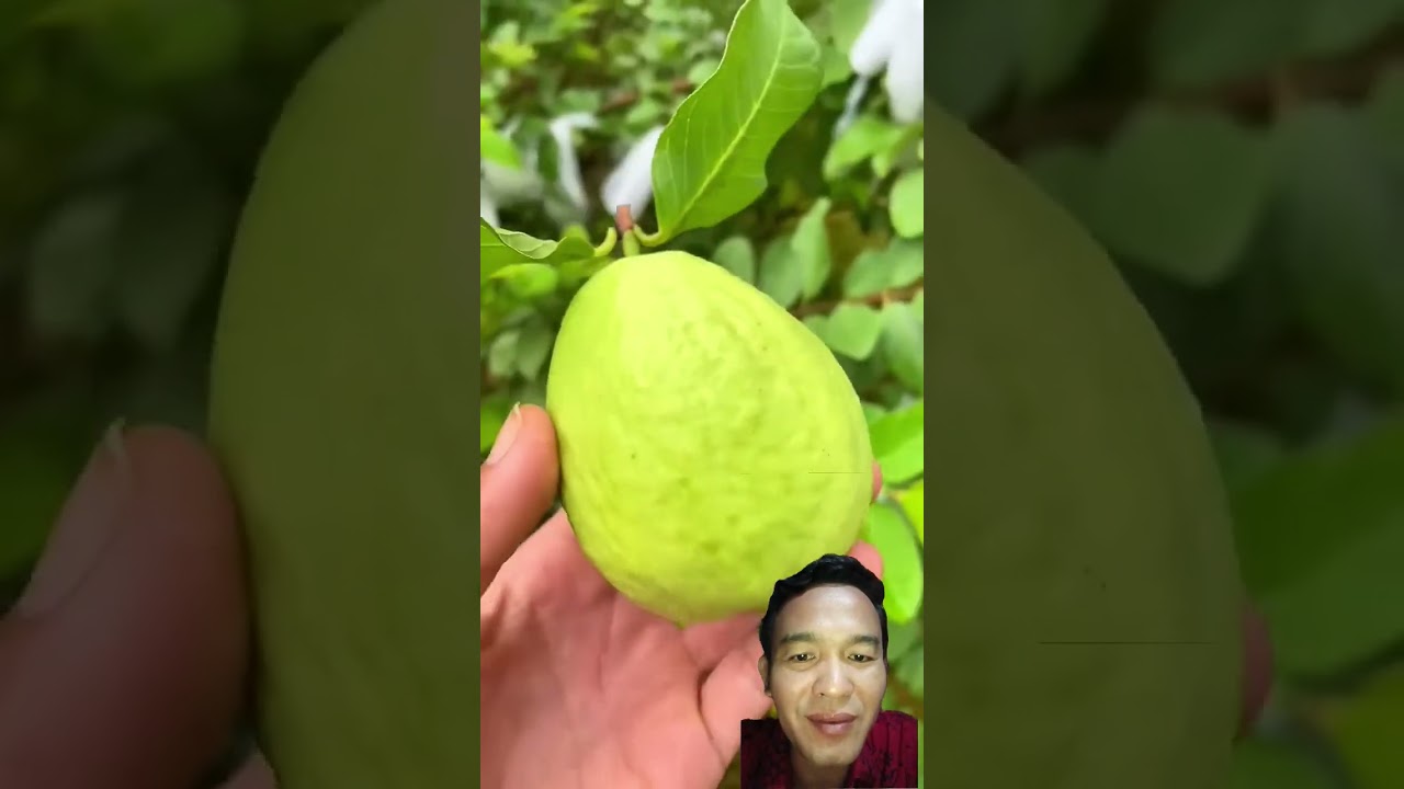 Jambu Klutuk #shorts #fruit