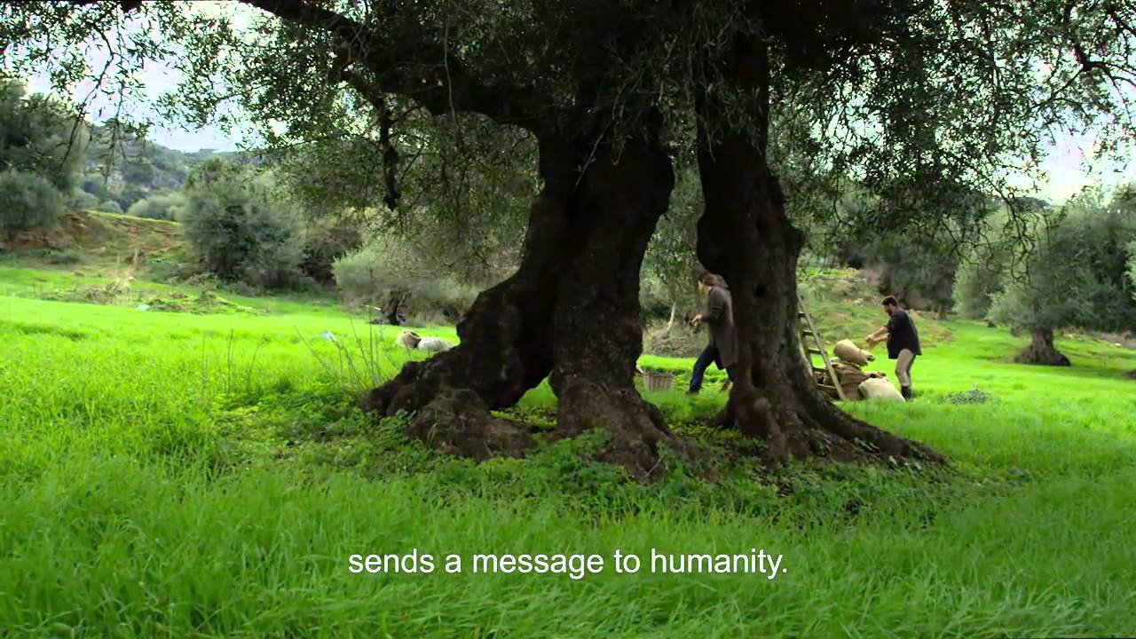 GAEA VIDEO GREEK EXTRA VIRGIN OLIVE OIL