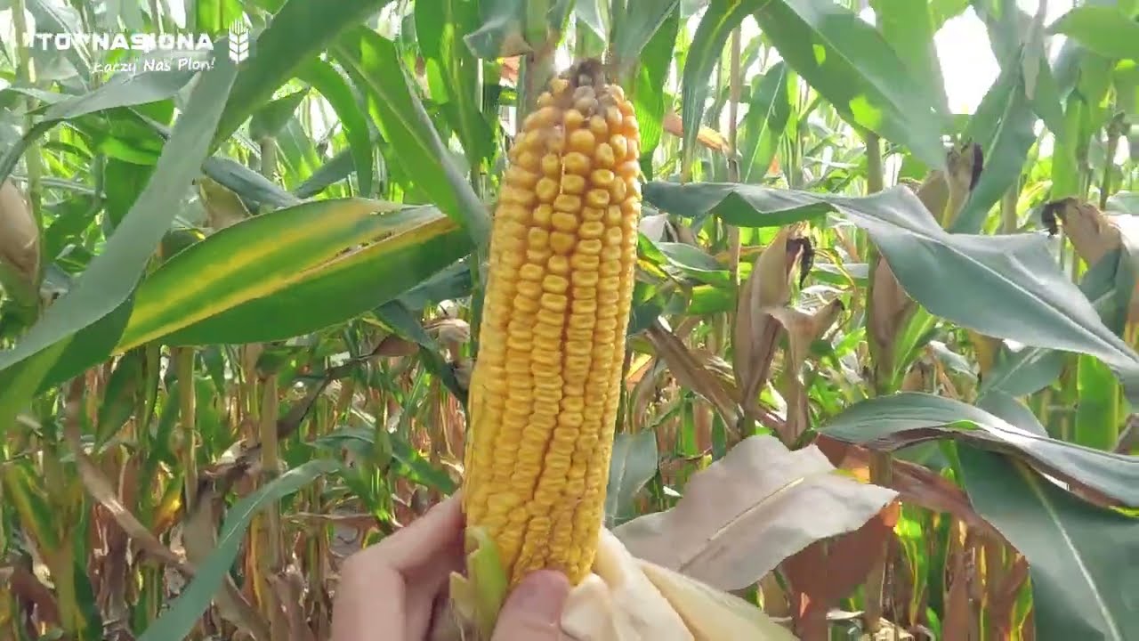 🌽 GR Snela - zbi&oacute;r kukurydzy na kiszonkę nowym nabytkiem Claas Jaguar 950 | Top Nasiona