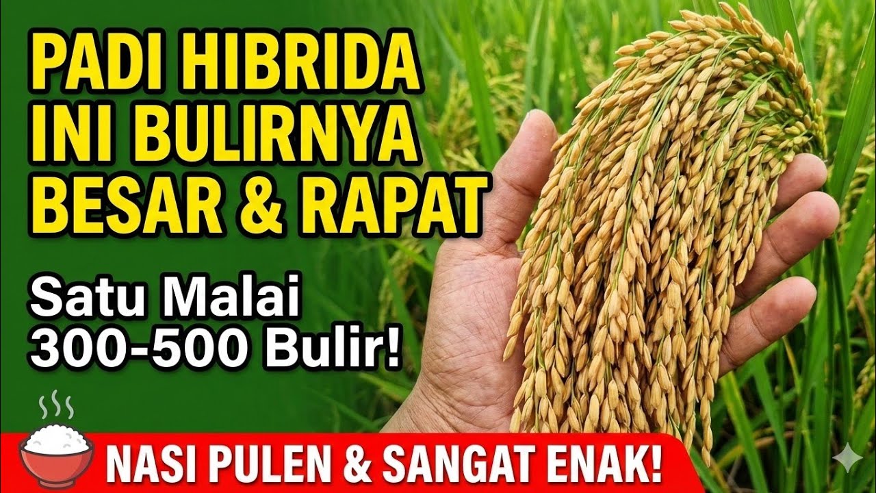Padi Hibrida Sterling B-88 Gold || Malai Besar Rasa Nasi Sangat Pulen