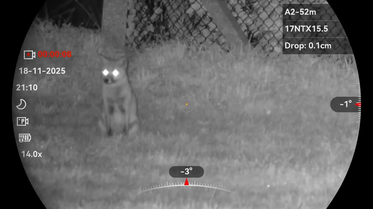 Fox in the rain.