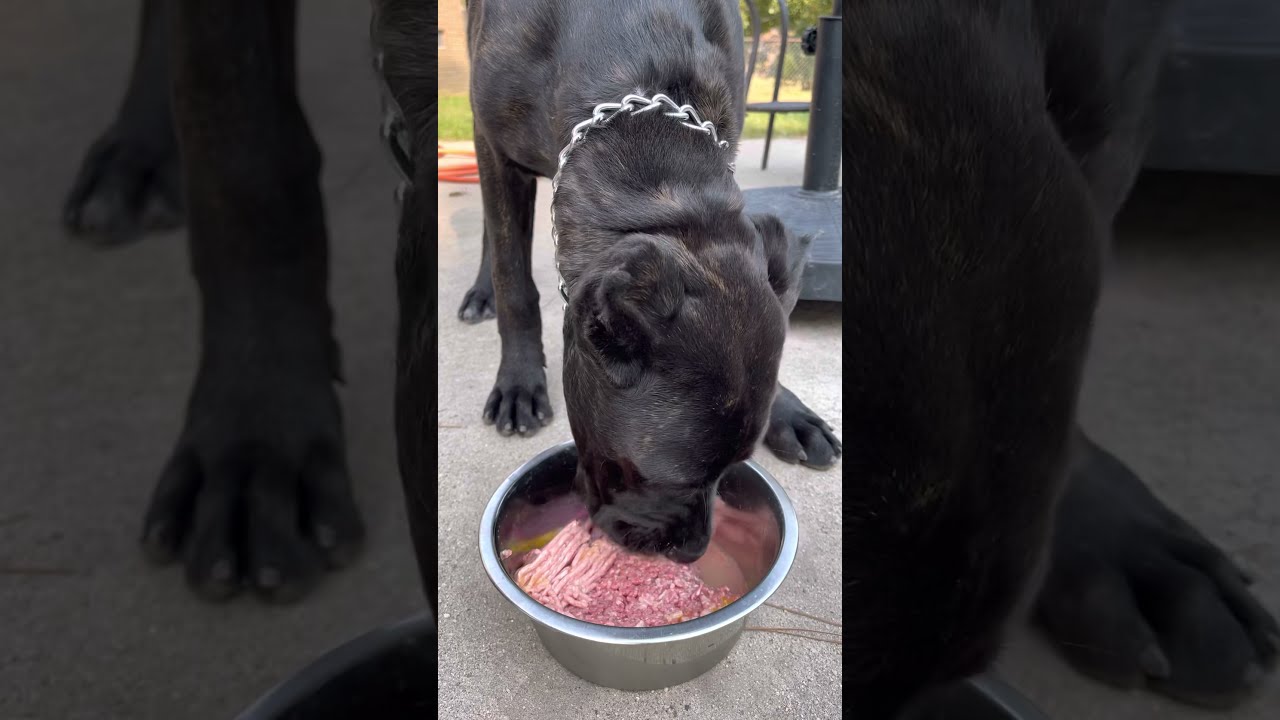 Watch me prep my 5 month old Cane Corso’s RAW FOOD DIET.. ASMR dog eating her raw food