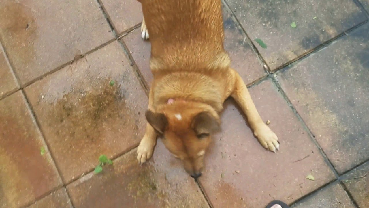 Bullet vs pre-Irma