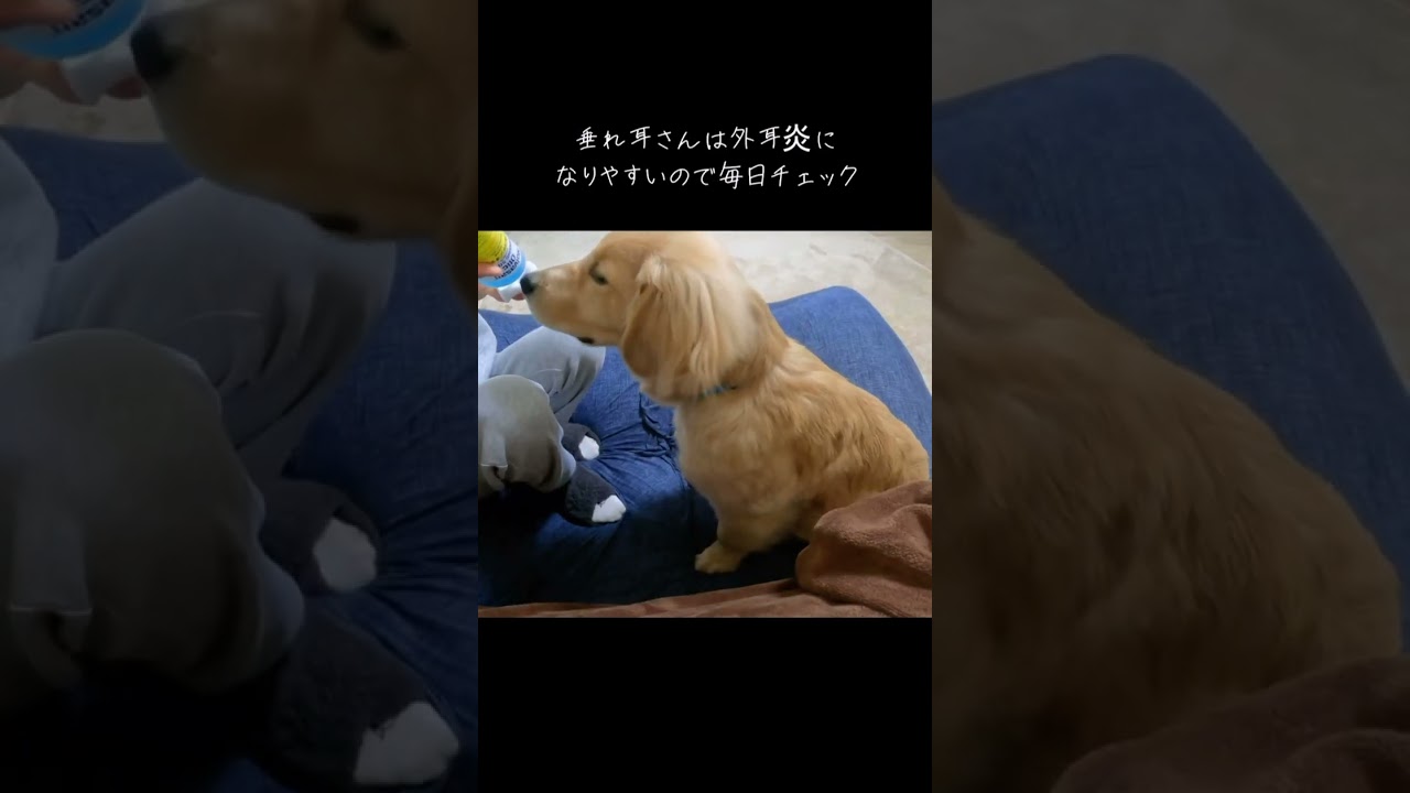 4ヶ月ゴルパピ散歩後ルーティン