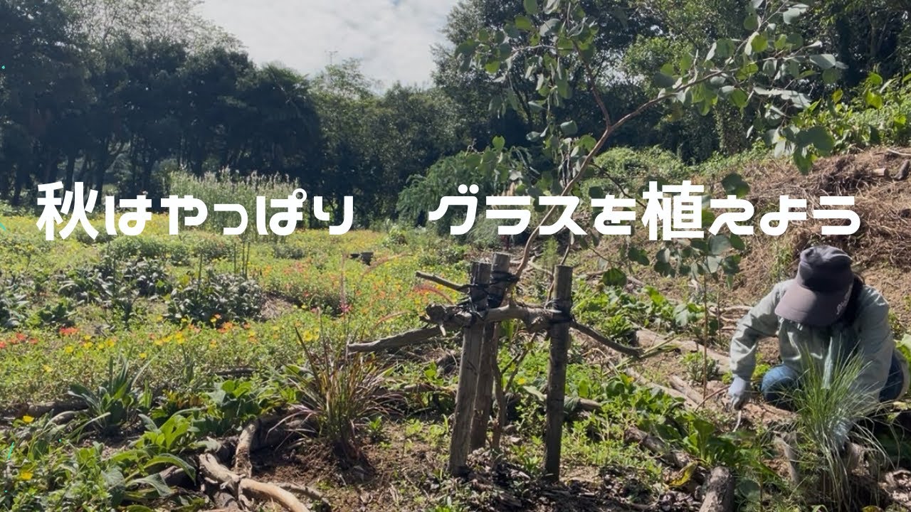 ３０８【秋の種蒔き　秋の植え替え】7種類のグラス　植えてみた