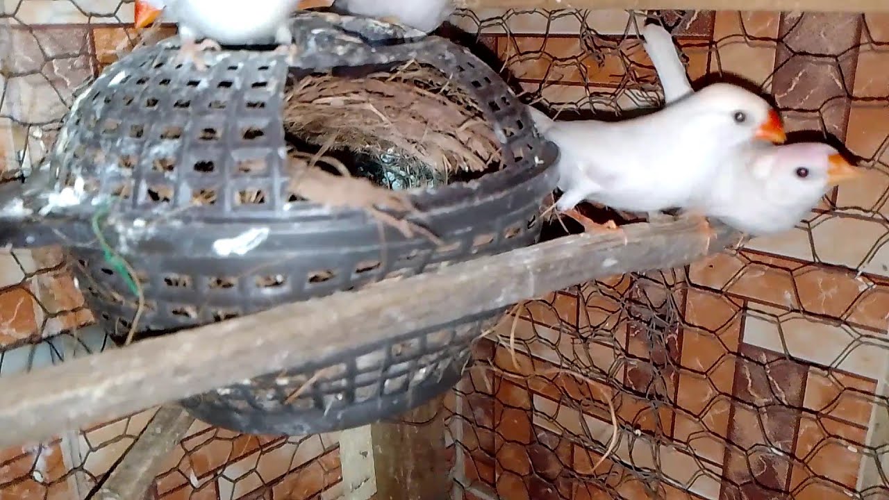 Zebra finch ke babies ko zyada disturb na karen 😊