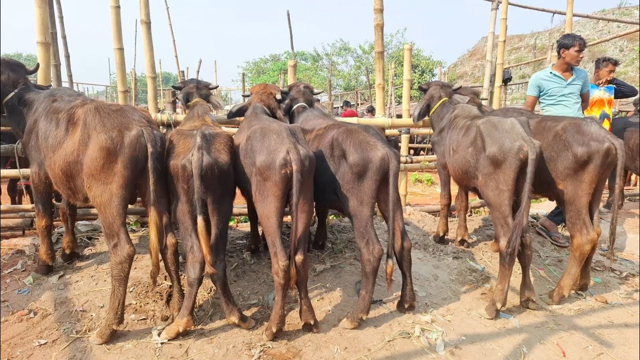 ১৯/১২/২৫/ হঠাৎ করে বৃদ্ধি পেল শুকনো হাড্ডি স্যার জেল খাটা মহিষের বাজার মূল্য উত্তরবঙ্গের বড় হাট।