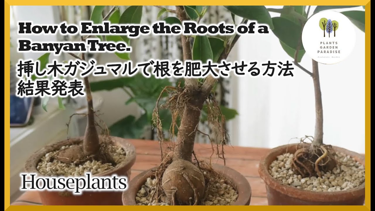 【観葉植物】挿し木ガジュマルで根を太くする実験 3年後の実験結果 Experiment to thicken the roots of banyan tree [ houseplants ]
