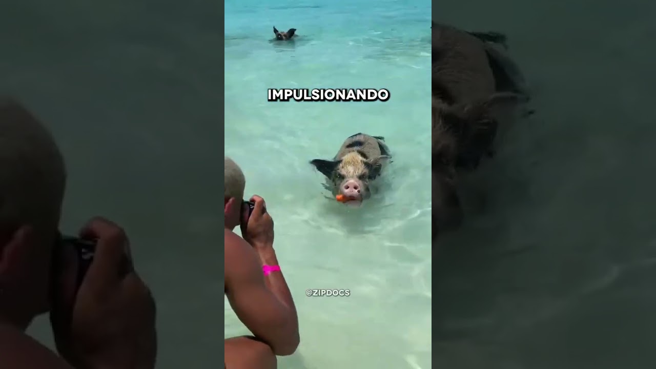 Ilha dos porcos