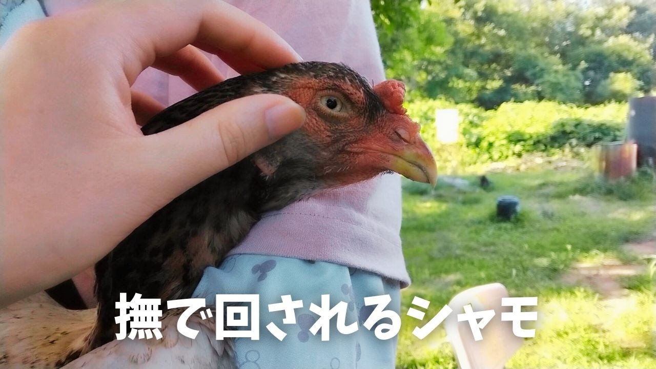 されるがまま【シャモ】