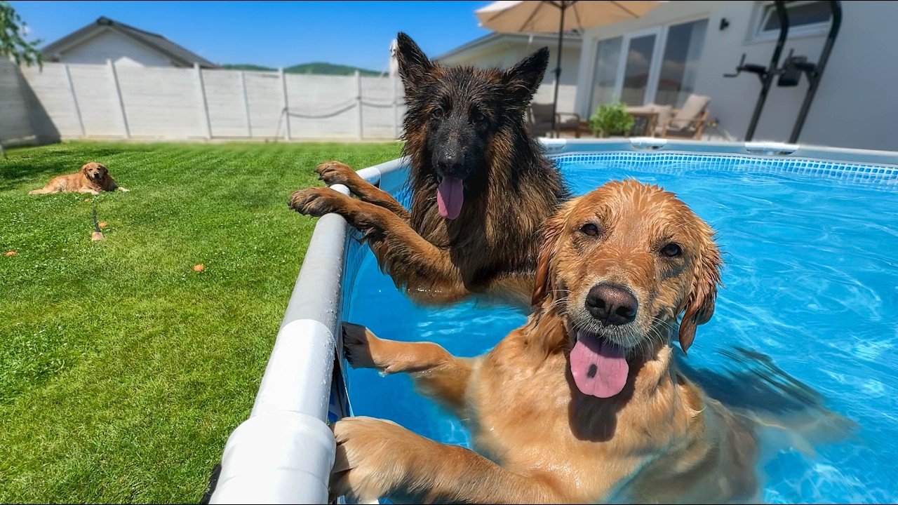 My Dogs Throw The First Pool Party of The Season! They Went CRAZY