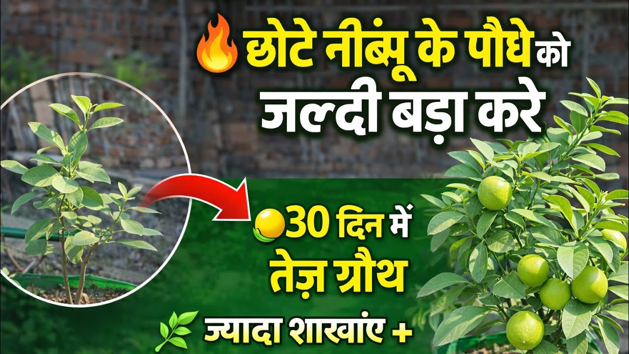 नींबु के छोटे पेड़ को जल्दी बड़ा कैसे करें | lemon plant fast grow | Lemon plant care 