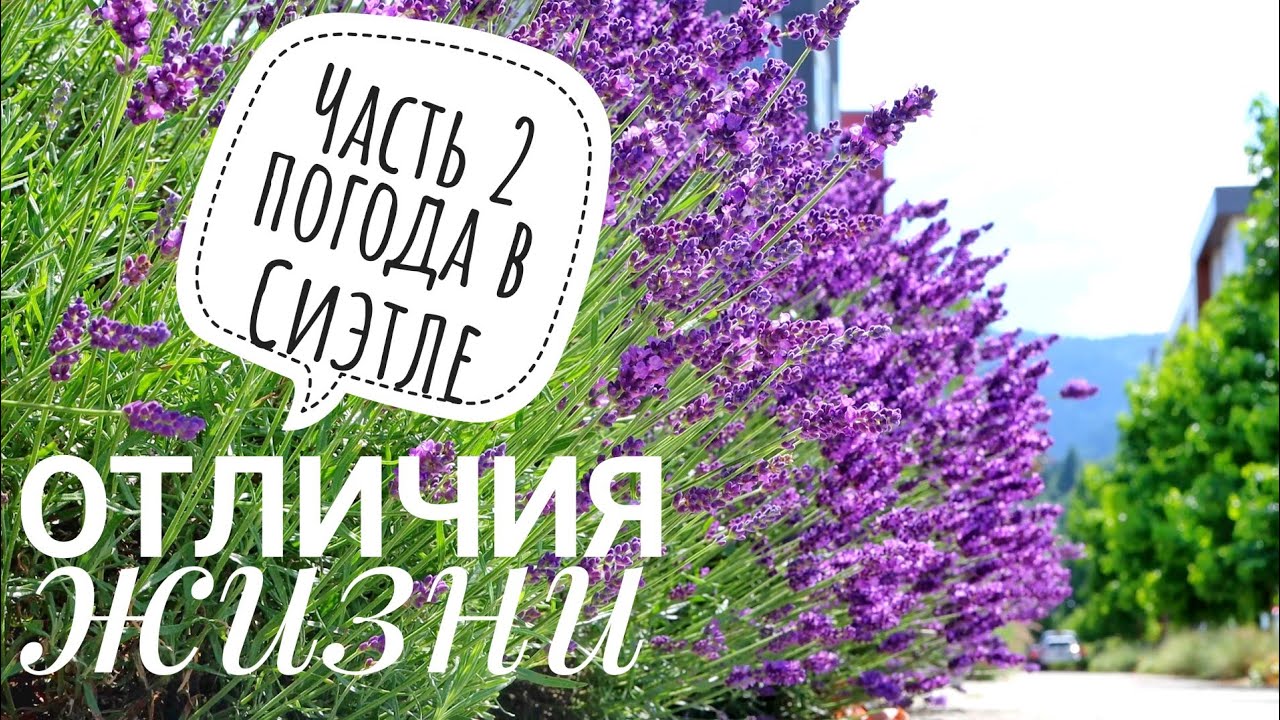 ПОГОДА в Сиэтле СЕЗОНЫ штат Вашингтон США | Сравнение с Россией | ПРИРОДА парки климат отличия