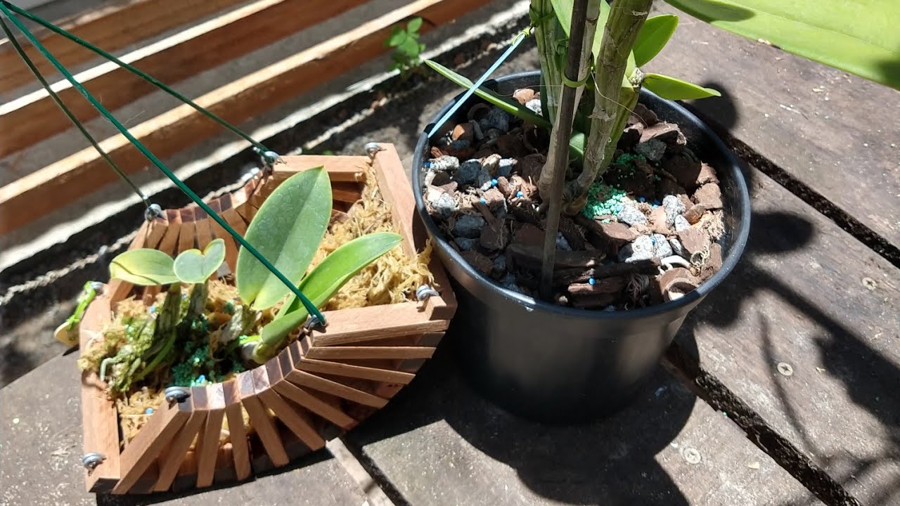 COMO PLANTAR ORQUÍDEAS - 2