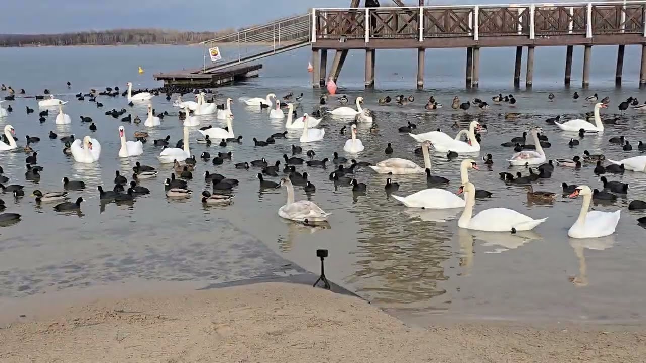 Zimujące ptaki na zbiorniku Pogoria 3 w Dąbrowie Górniczej