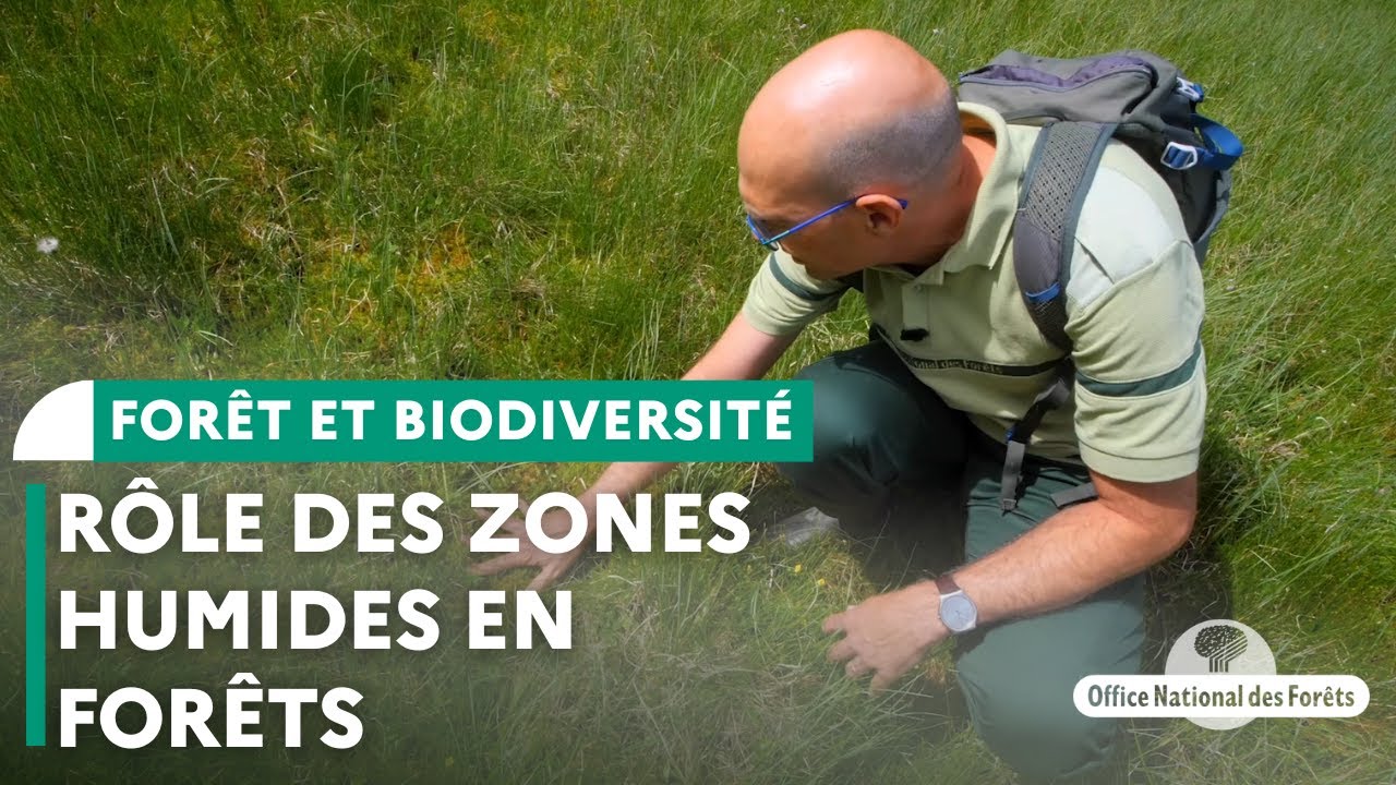 Rôle des zones humides forestières dans la régulation des cours d’eau