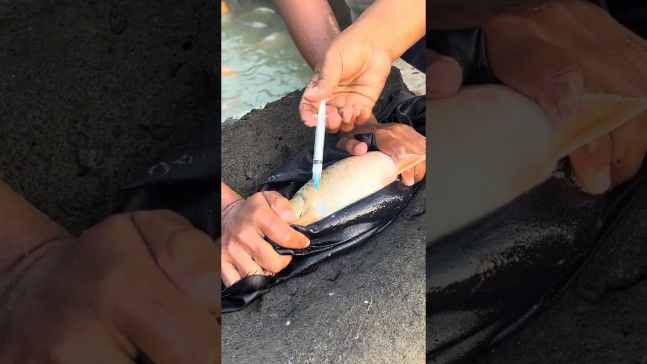 Crap Fish Injection 