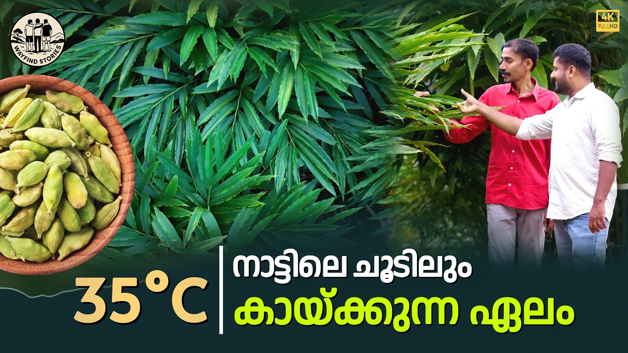 നാട്ടിലെ ചൂടിൽ വളരുന്ന ഏലം | Cardamom plantation 4K
