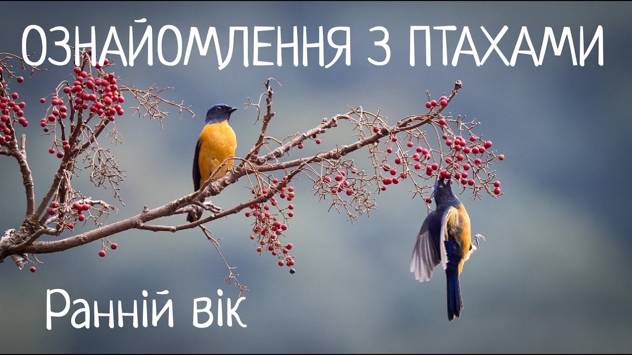 Птахи
