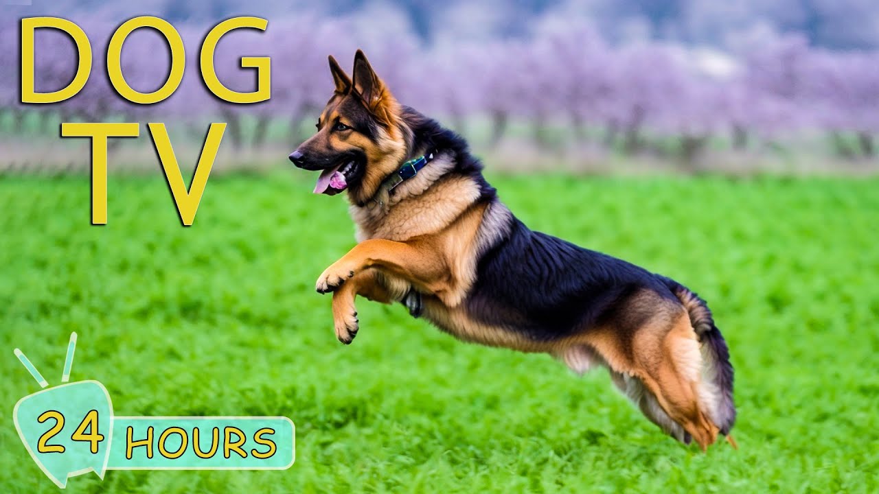 DOG TV: Music to Help Dogs Relax and Anti-Anxiety When Home Alone - Video Entertain of fun for Dogs