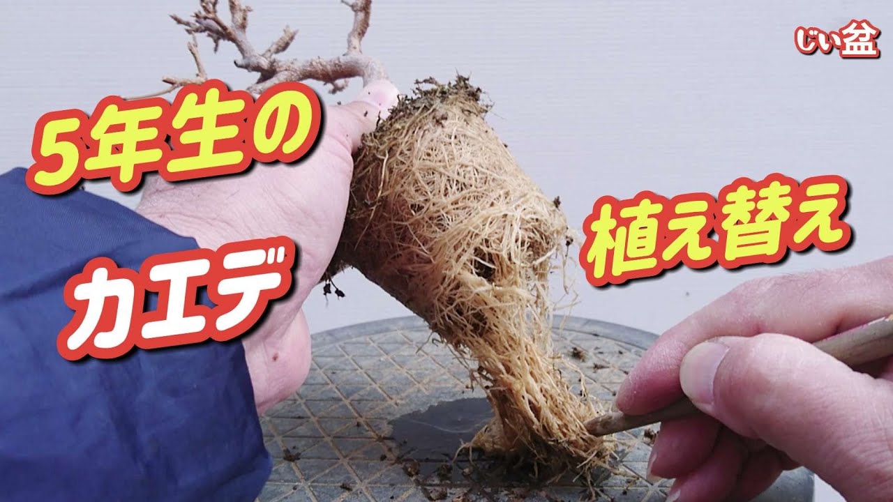 [Пересадка 5-летнего клена 🌱] / Для начинающих / Как вырастить бонсай