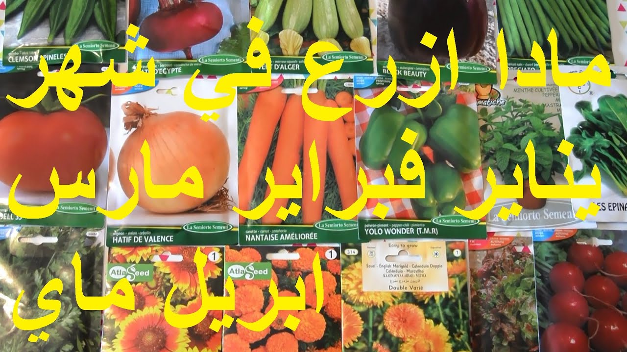 ماذا يزرع  شهر يناير ،فبراير،مارس،ابريل وماي