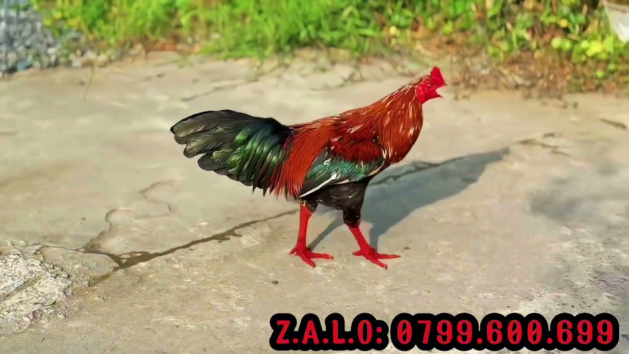 TG - Trần Cường. #top 3 Giỏi (21/1). ALO 0799.600.699