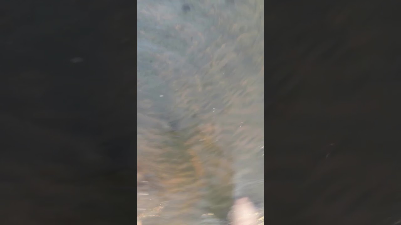 Seabass Attack . Flyndre angrep
