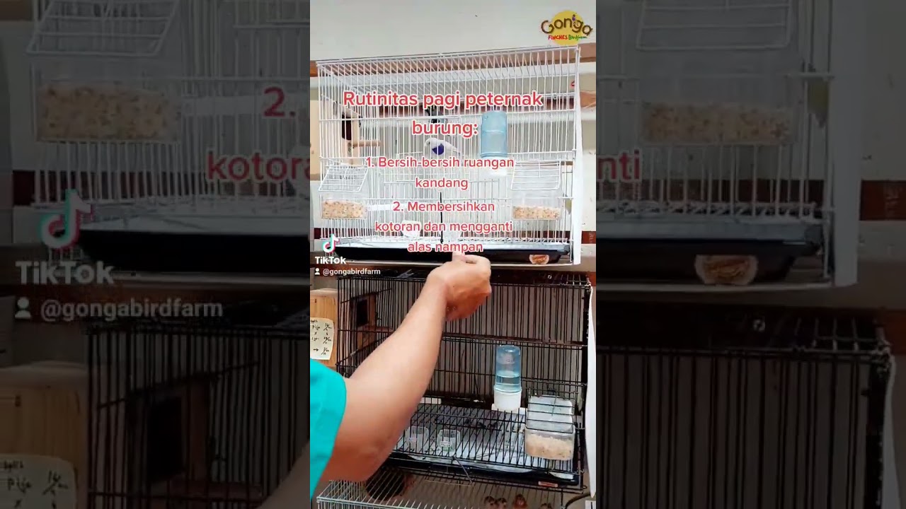 A DAY IN MY LIFE SEBAGAI PETERNAK BURUNG FINCH JOGJA #birdfarm #ternakburung #emprit #ternakemprit