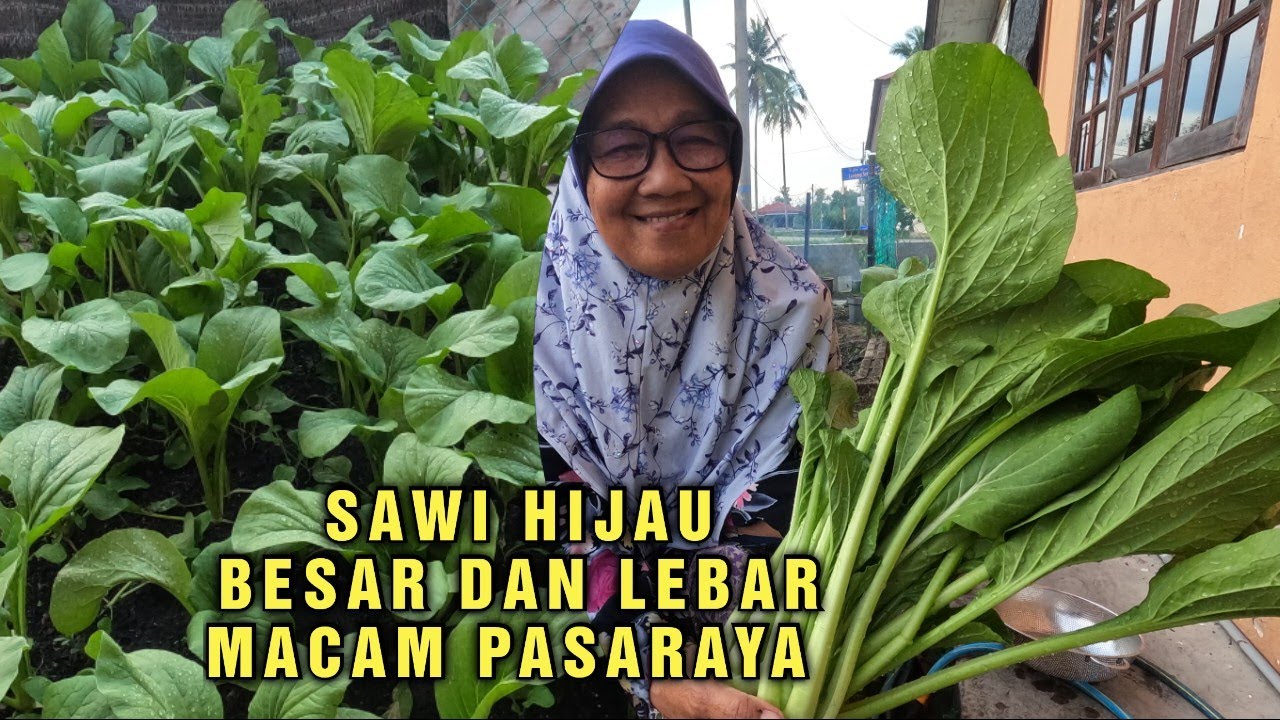 Tanam sawi hijau guna tips mudah ni,halau perosak.wow besar dan lebar2 daun nya mcm sawi pasar raya