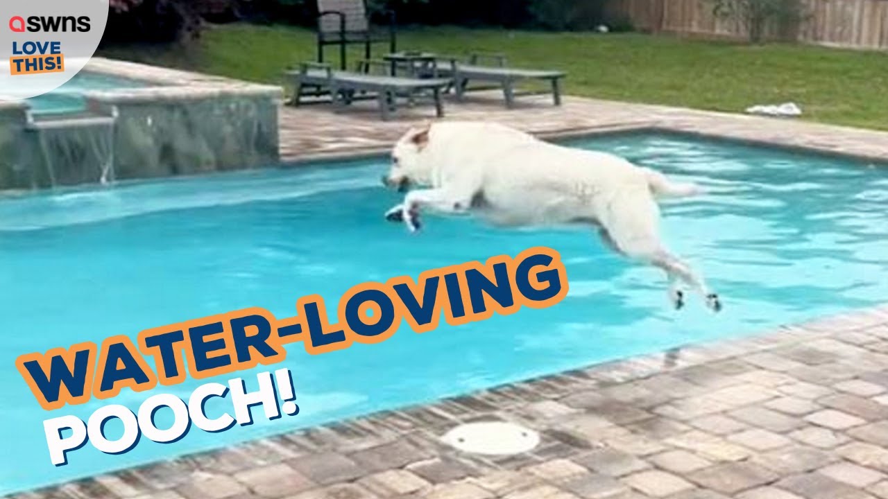 Pies lubiący wodę nie chce wyjść z basenu! 🤣🐶💦 | KOCHAM TO!