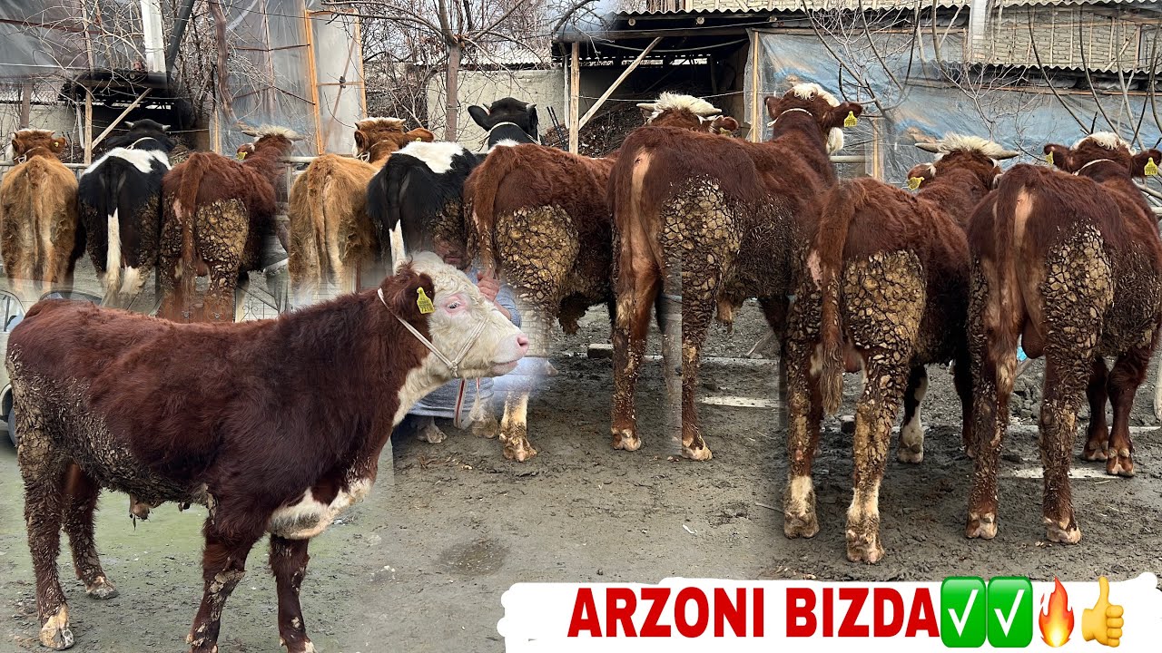 MEGA BONUS NARXLARDA ZOTLI BUQALAR SOTILADI✅✅✅🔥🔥🔥💯💯💯😱😱😱👍👍