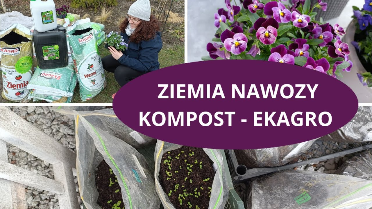 Nawozy i podłoża z firmy Ekagro - sadzę bratki - moje wysiewy zimowe 2025