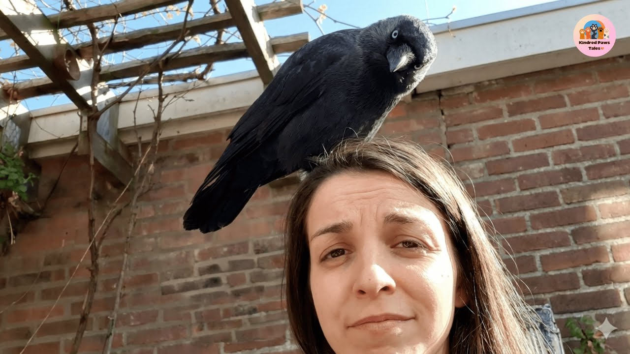 Wild Jackdaw Becomes Best Friends With This Family