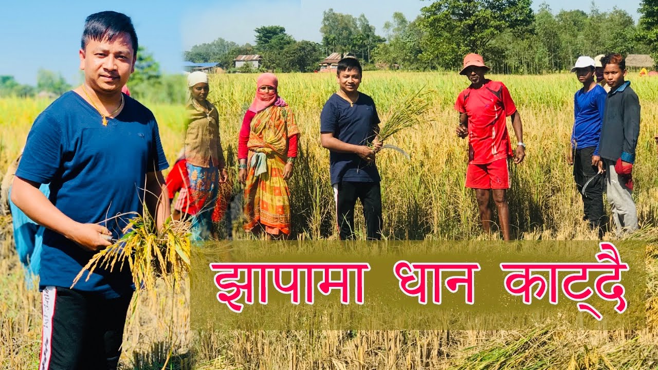 झापामा धान काट्दै / Tanka Budathoki