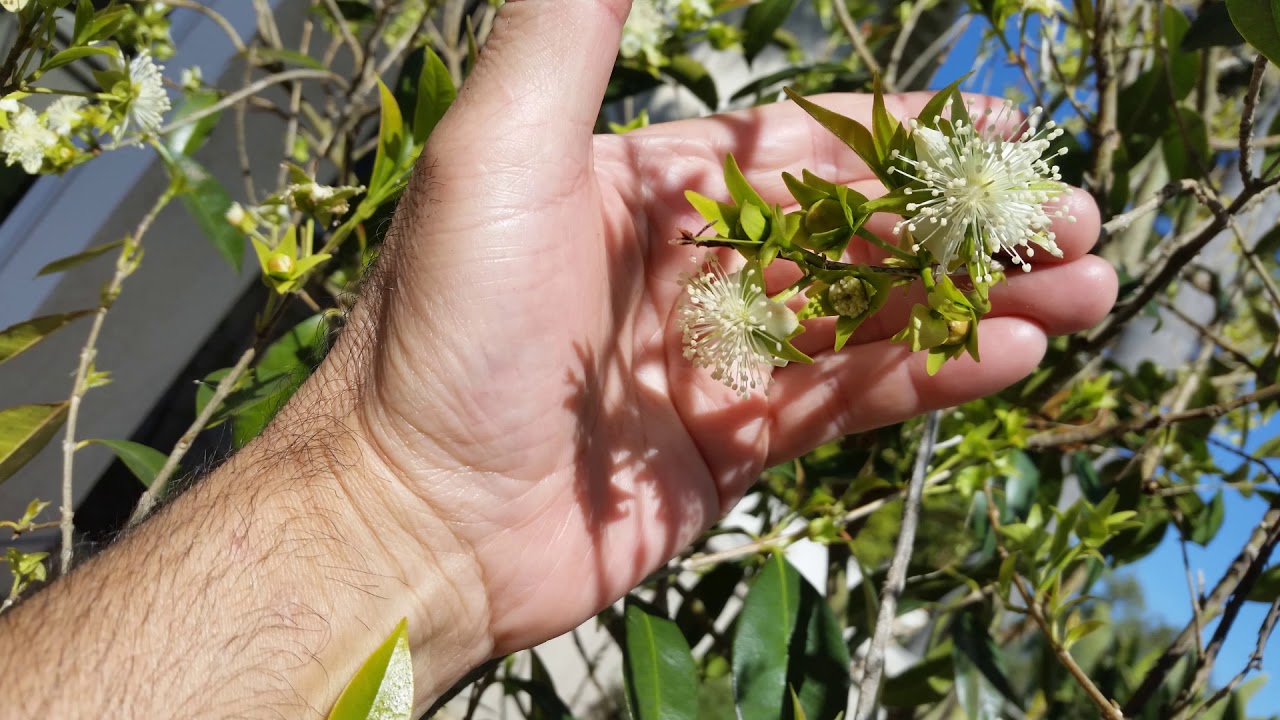 Cherry of the Rio Grande tree flowering