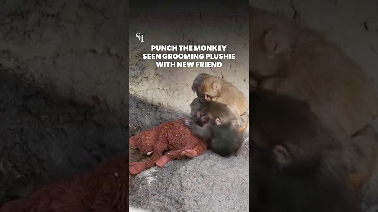Punch the monkey grooms famous orangutan plushie with a new friend