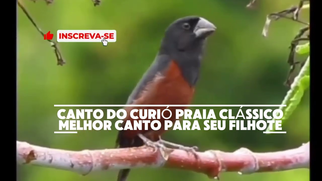 Canto de Curió para filhote - Encarte/Ensino | Canto Ideal Para Ensinar Filhotes