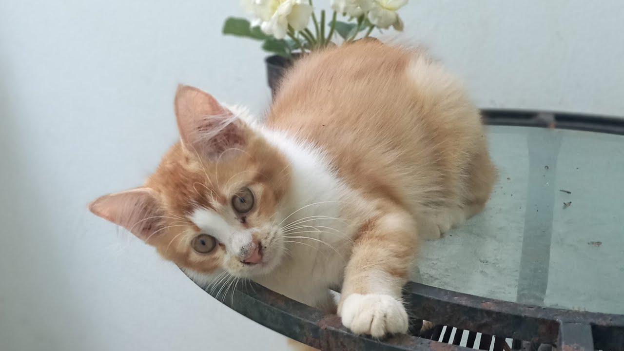 Time Machine Cats !!!! Longest Daily Cat's Story