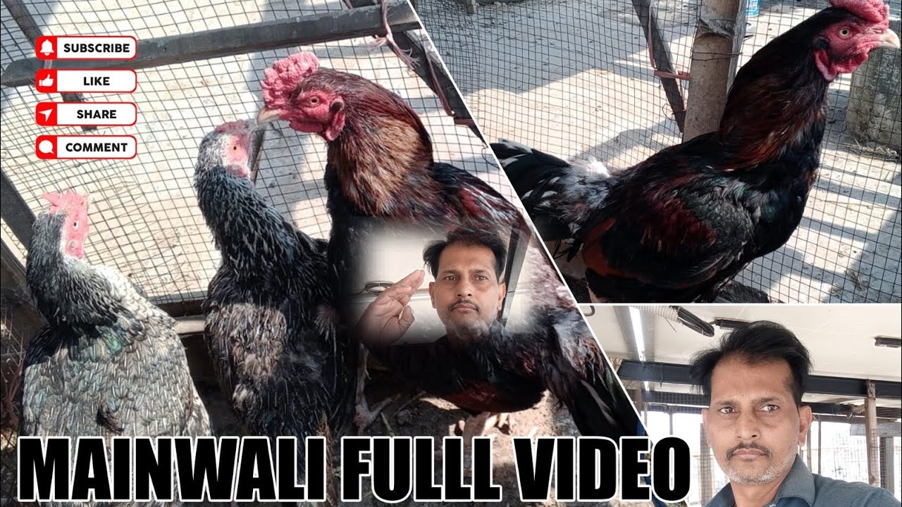 Mainwali full video 